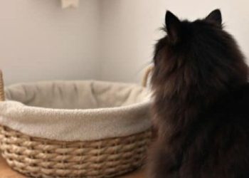 Bas-Rhin : Cinq ans après sa disparition, un chat retrouve sa famille d’accueil grâce à sa puce