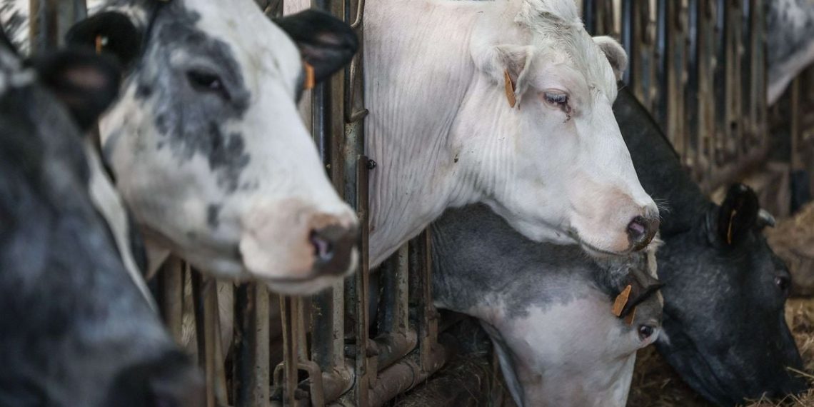Dijon : Aucun bovin accepté à la Foire gastronomique, du jamais vu depuis 2008