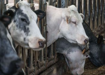 Dijon : Aucun bovin accepté à la Foire gastronomique, du jamais vu depuis 2008