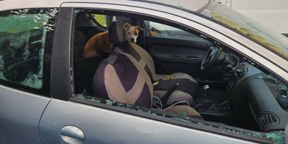 Marseille : Une chienne enfermée sans eau ni nourriture dans une voiture délivrée par la police