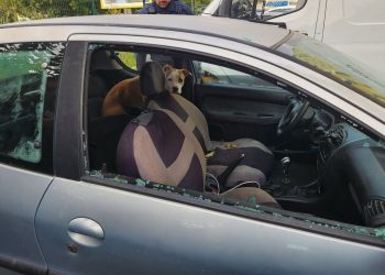 Marseille : Une chienne enfermée sans eau ni nourriture dans une voiture délivrée par la police