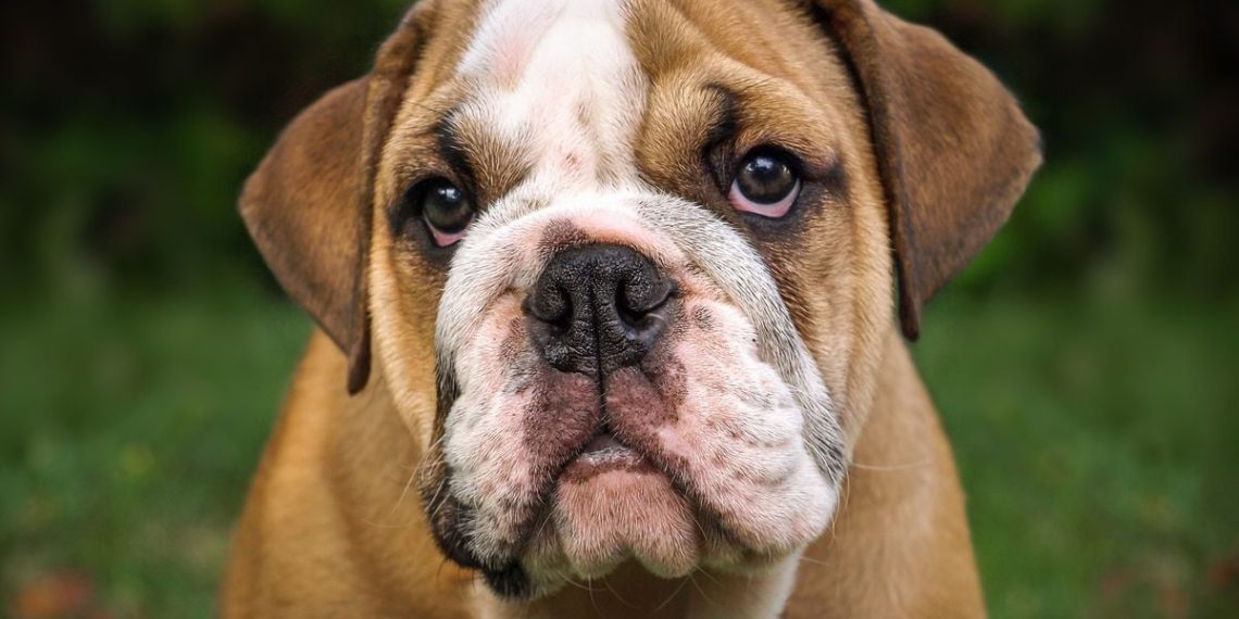 Vienne : Un bouledogue attaque un vigile de supermarché, son maître condamné à de la prison avec sursis