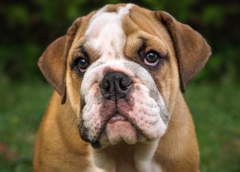 Vienne : Un bouledogue attaque un vigile de supermarché, son maître condamné à de la prison avec sursis