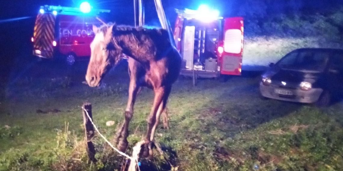 Gers : Les pompiers portent secours à un cheval tombé dans un trou