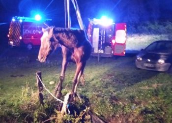 Gers : Les pompiers portent secours à un cheval tombé dans un trou
