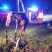 Gers : Les pompiers portent secours à un cheval tombé dans un trou