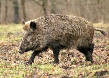Loire : Pourchassé par des chasseurs et leurs chiens, un sanglier explose la vitrine d’une boulangerie en pleine journée