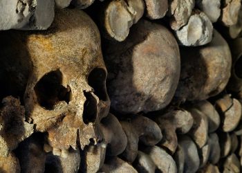 Nord : Il tombe sur un crâne humain en creusant une tombe pour son chat dans un parc