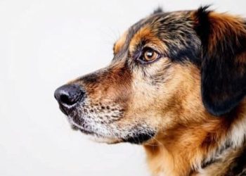 Puy-de-Dôme : La section canine de ce lycée agricole est la plus ancienne de France