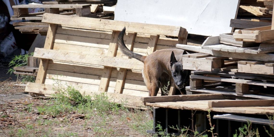 Essonne : Une nonagénaire hospitalisée plusieurs mois suite à l’attaque de chiens