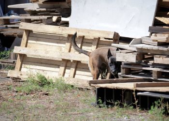 Essonne : Une nonagénaire hospitalisée plusieurs mois suite à l’attaque de chiens