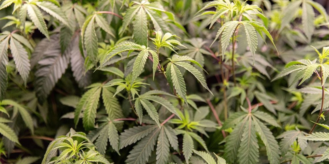 Puy-de-Dôme : Des gendarmes découvrent une culture de cannabis chez un quinquagénaire