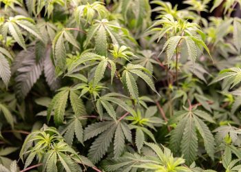 Puy-de-Dôme : Des gendarmes découvrent une culture de cannabis chez un quinquagénaire