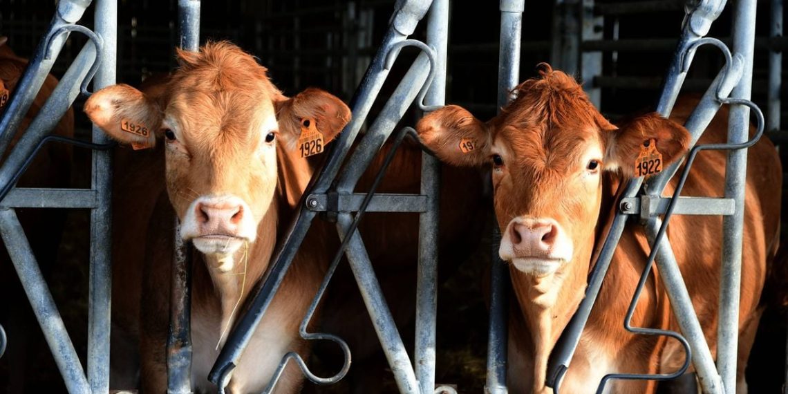 Somme : Un agriculteur accusé de tapage nocturne après avoir nourri ses bêtes trop tôt