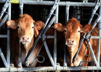 Somme : Un agriculteur accusé de tapage nocturne après avoir nourri ses bêtes trop tôt