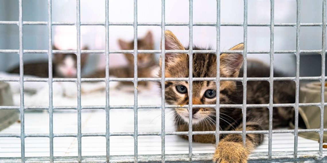 Hauts-de-Seine : Des chats sauvés d’un élevage clandestin insalubre