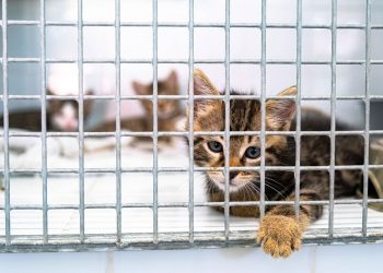 Hauts-de-Seine : Des chats sauvés d’un élevage clandestin insalubre