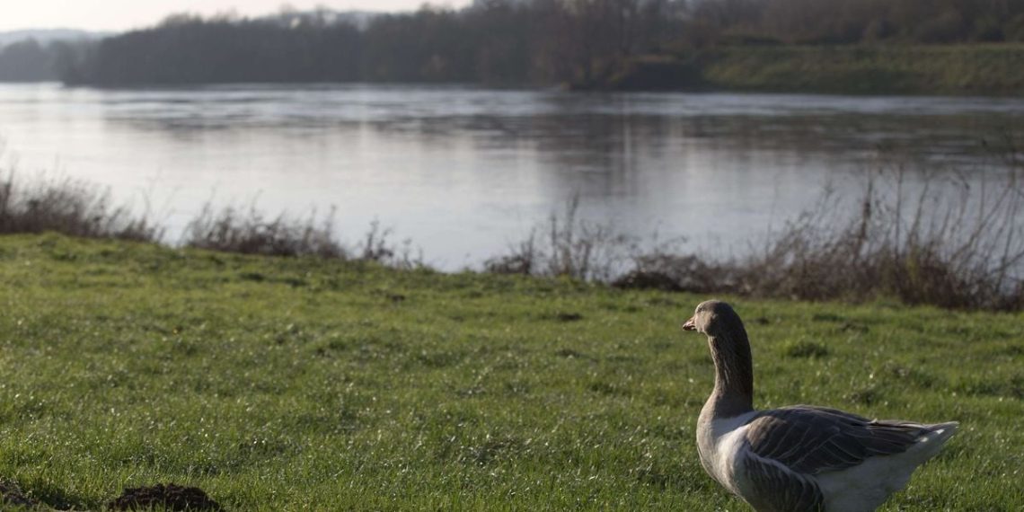 Ardennes : Une passante plonge dans la Meuse pour sauver une femme