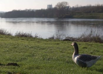 Ardennes : Une passante plonge dans la Meuse pour sauver une femme