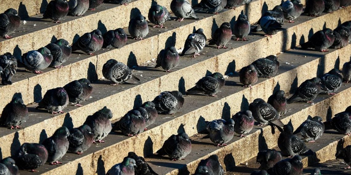 Strasbourg : Deux nouveaux pigeonniers contraceptifs installés à Hautepierre et au Neudorf