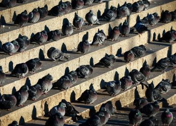 Strasbourg : Deux nouveaux pigeonniers contraceptifs installés à Hautepierre et au Neudorf