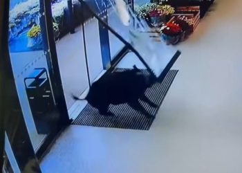 Gironde : Un sanglier fait irruption dans un supermarché