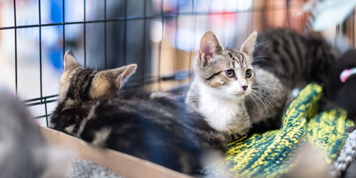 Moselle : Près de 30 chats sauvés d’un appartement insalubre