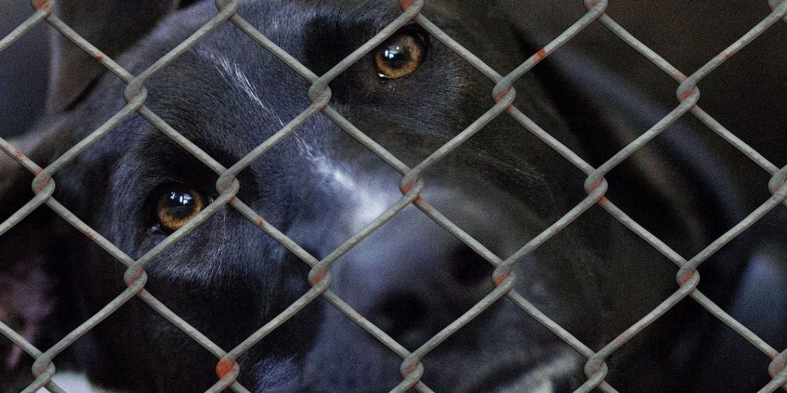 Moselle : Un chien squelettique et à l’agonie meurt après avoir été « jeté comme une ordure »