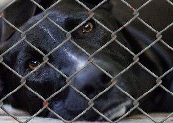 Moselle : Un chien squelettique et à l’agonie meurt après avoir été « jeté comme une ordure »