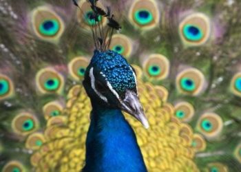 Un Américain arrêté pour avoir tué, cuisiné et mangé ses paons de compagnie