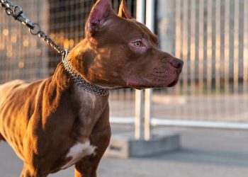 Seine-Maritime : Un pitbull tue un autre chien en pleine rue, ses maîtres prennent la fuite