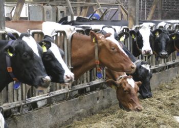 Haute-Savoie : Une opération commando pour sauver cinq vaches piégées dans le lisier