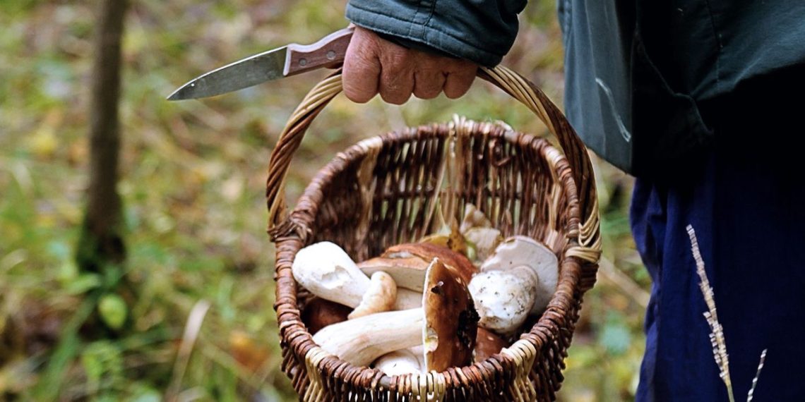 La saison des champignons débute, les grands chefs les mettent peu à peu à la carte