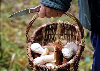 La saison des champignons débute, les grands chefs les mettent peu à peu à la carte