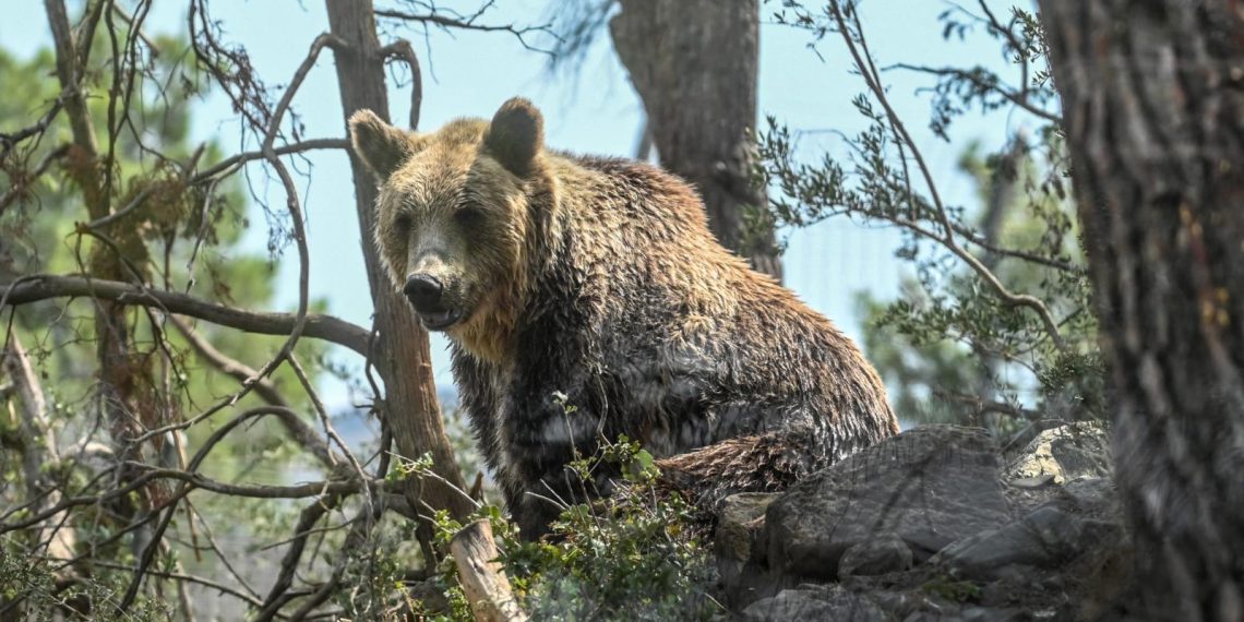 «L’ours n’a plus peur de l’homme» : le cri d’alarme des éleveurs pyrénéens