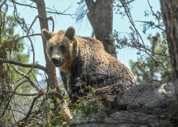 «L’ours n’a plus peur de l’homme» : le cri d’alarme des éleveurs pyrénéens