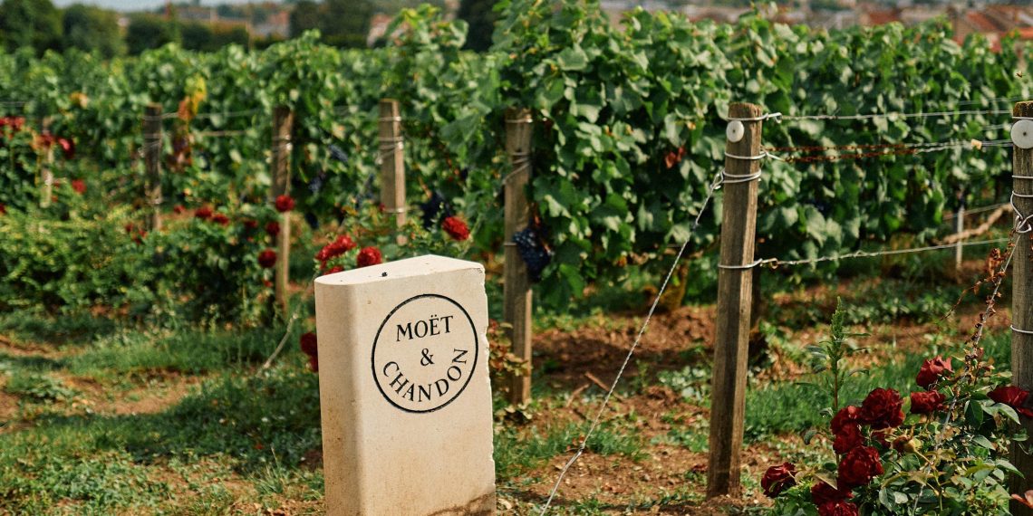  Vendanges 2025 : des volumes en baisse mais une qualité au rendez-vous 