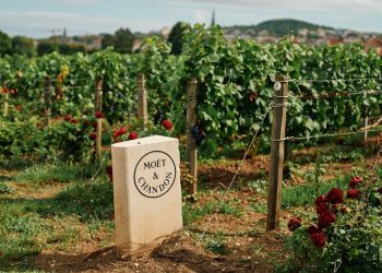  Vendanges 2025 : des volumes en baisse mais une qualité au rendez-vous 