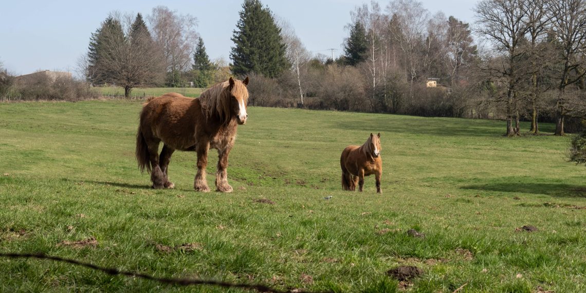 Coup de filet : des chevaux volés en France retrouvés en Roumanie, sept hommes interpellés