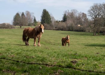 Coup de filet : des chevaux volés en France retrouvés en Roumanie, sept hommes interpellés