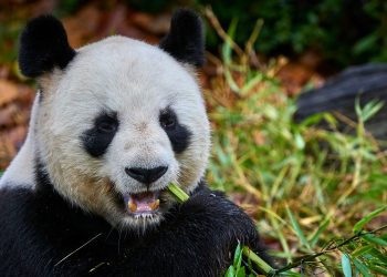Au Zoo de Beauval, une dernière ovation pour les pandas avant un retour anticipé en Chine