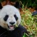 Au Zoo de Beauval, une dernière ovation pour les pandas avant un retour anticipé en Chine