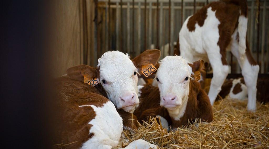 Corse : l’exécution d’une vache et de son veau par des adolescents suscite l’indignation