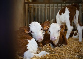 Corse : l’exécution d’une vache et de son veau par des adolescents suscite l’indignation