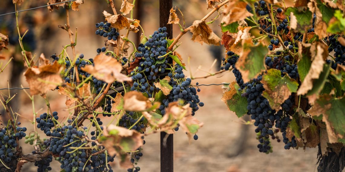 «On est fliqués» : dans l’Aude, la colère des vignerons face aux normes et aux prix pratiqués par la grande distribution