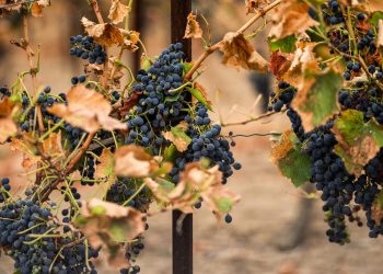 «On est fliqués» : dans l’Aude, la colère des vignerons face aux normes et aux prix pratiqués par la grande distribution