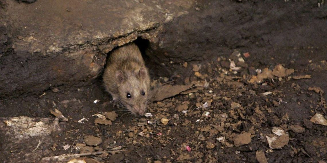 Aveyron : Une commune compte sur ses habitants pour éliminer les rats