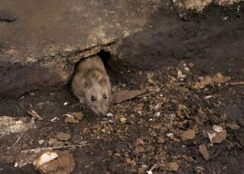 Aveyron : Une commune compte sur ses habitants pour éliminer les rats