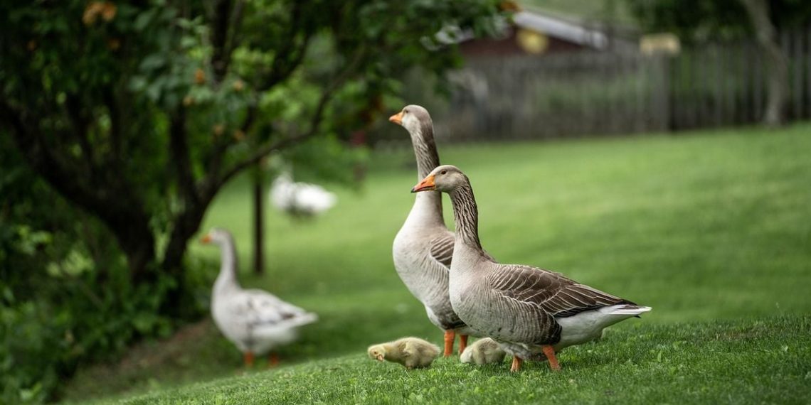 Maine-et-Loire : Ce parc animalier ferme définitivement après 36 ans d’existence