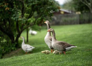 Maine-et-Loire : Ce parc animalier ferme définitivement après 36 ans d’existence